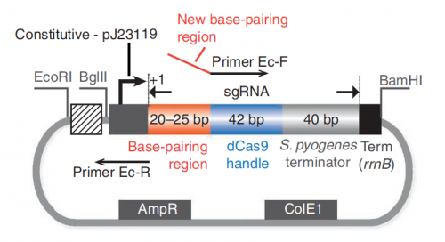 Fa20 M3D2 sgRNA expression plasmid v2.png