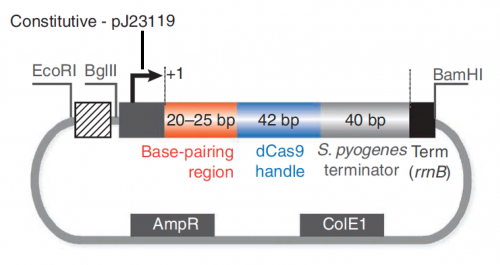 Fa20 M3D2 sgRNA expression plasmid features.png