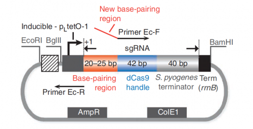 Fa20 M3D2 sgRNA expression plasmid.png