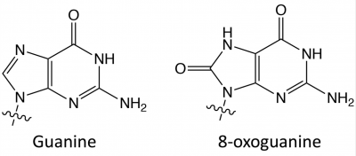 Fa21 guanine and 8-oxo-guanine.png