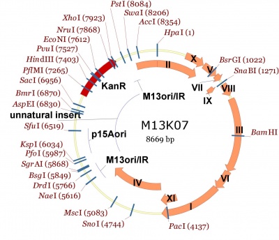 M13K07 plasmid map showing single cutters