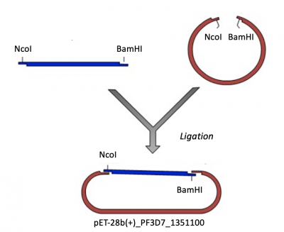 Fa20 M2D1 expression plasmid ligation.png
